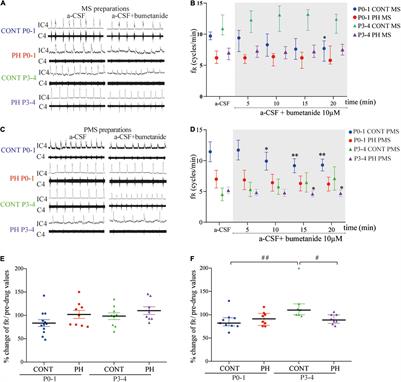 Prenatal Hypoxia Induces Cl– Cotransporters KCC2 and NKCC1 Developmental Abnormality and Disturbs the Influence of GABAA and Glycine Receptors on Fictive Breathing in a Newborn Rat